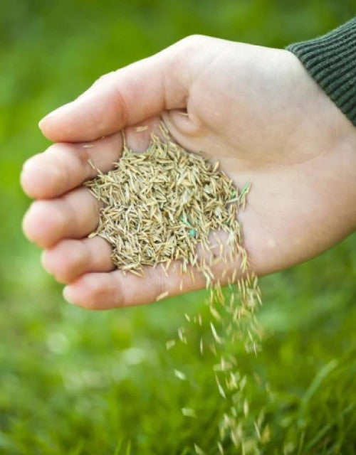 Grass Seeds Hybrid Best For Your Beautiful Home Gardening (Pack Of 100 seeds)