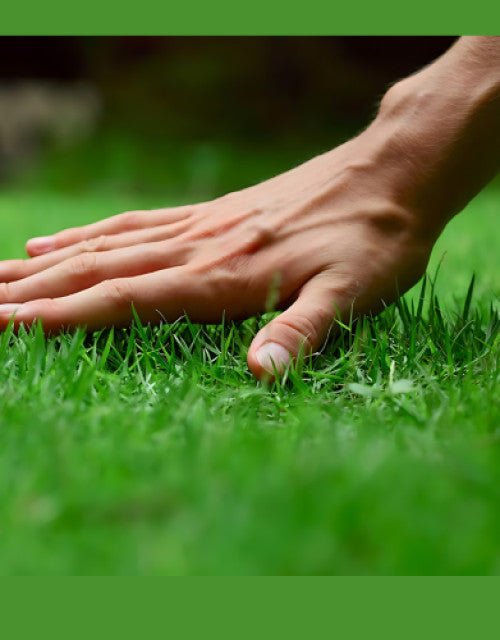 Grass Seeds Hybrid Best For Your Beautiful Home Gardening (Pack Of 100 seeds)